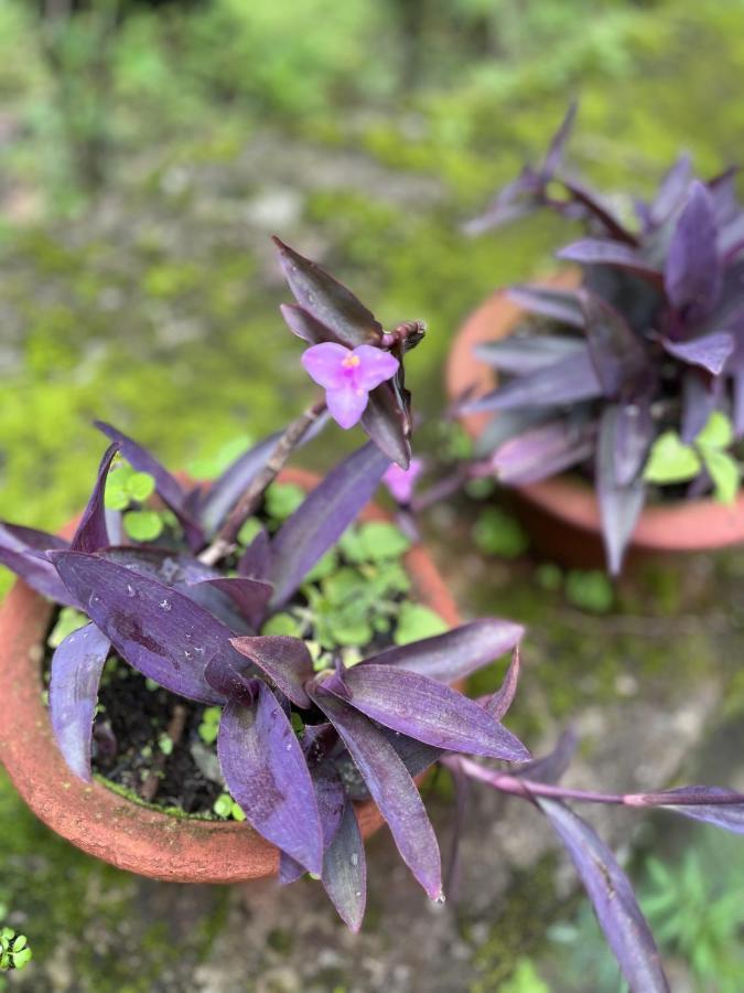 The Nettle And Fern Farmstay Пелинг Екстериор снимка